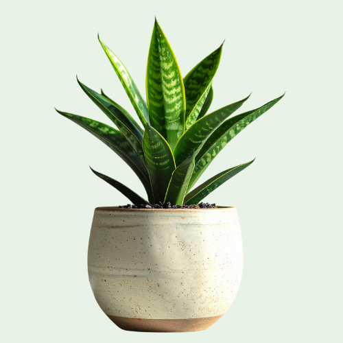 Air Purifying Plants